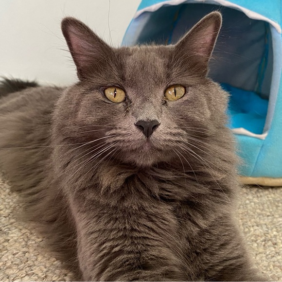 💗The Furry Freeloaders Stanley, Frazier, Greyson, Dottie and Fred! 💗 - Picture 4 of 6